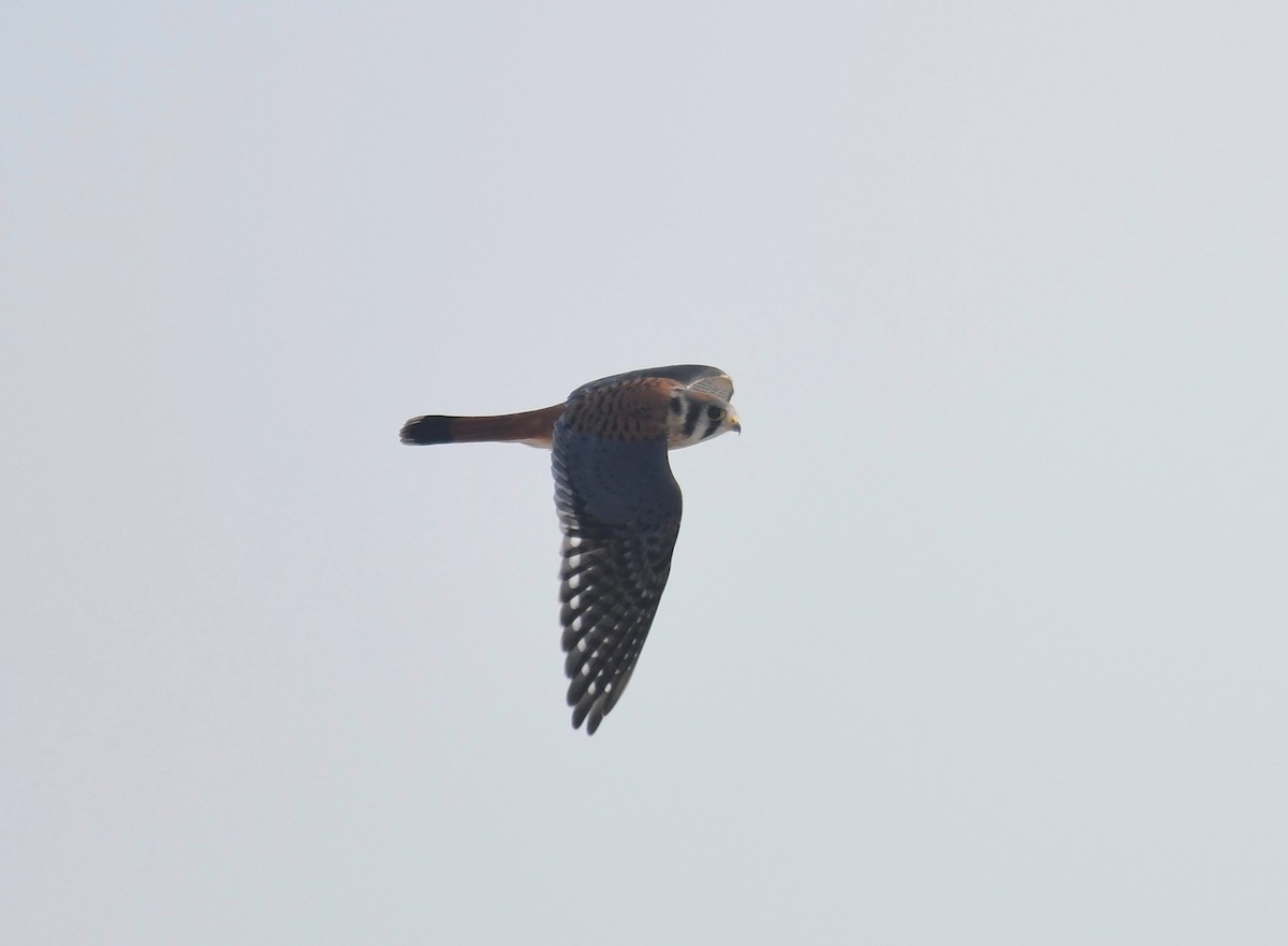 American Kestrel - ML352477411