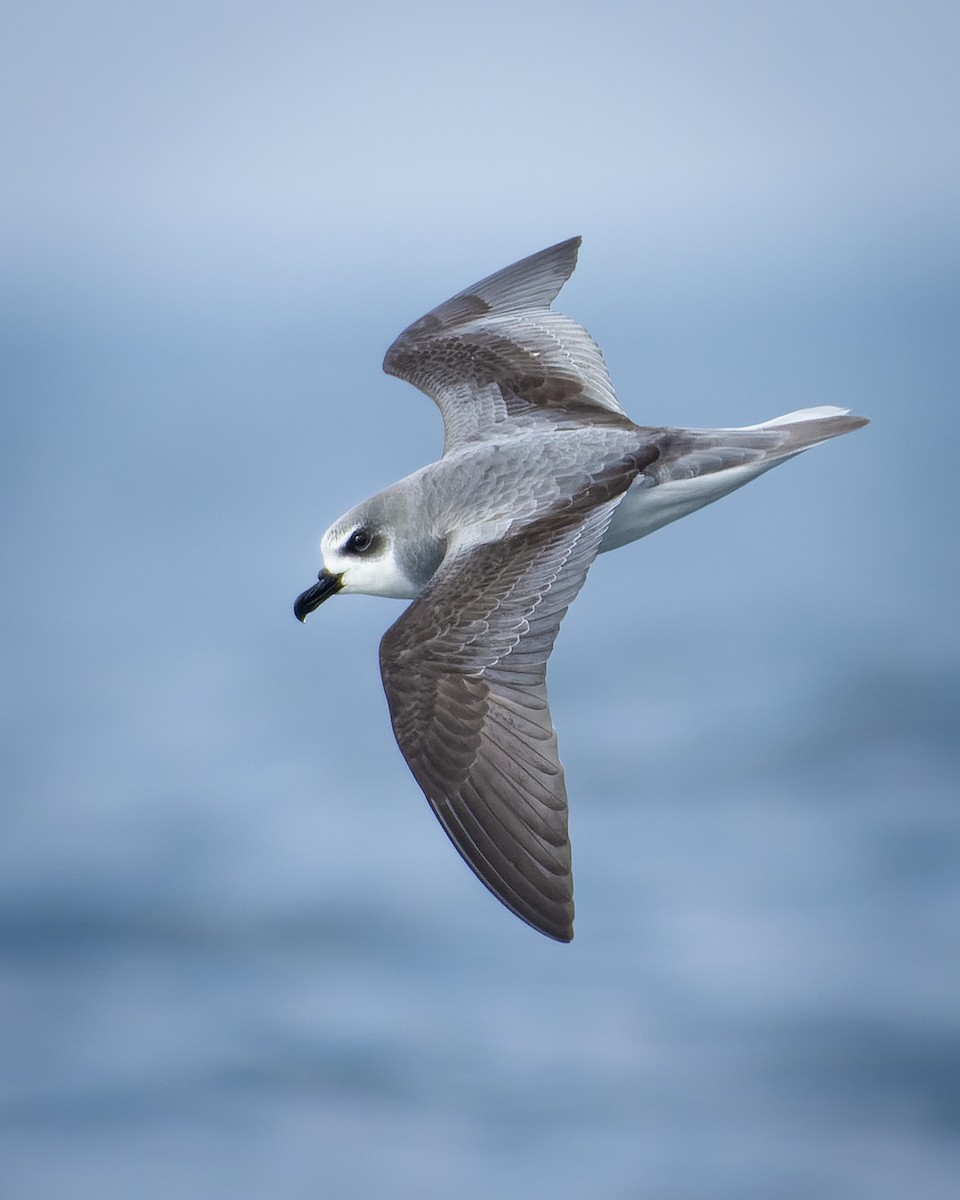 Masatierra Petrel - Francisco Castro Escobar