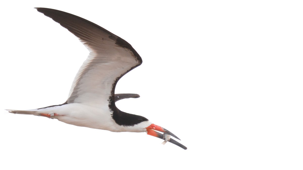 Black Skimmer - Mark Scheel