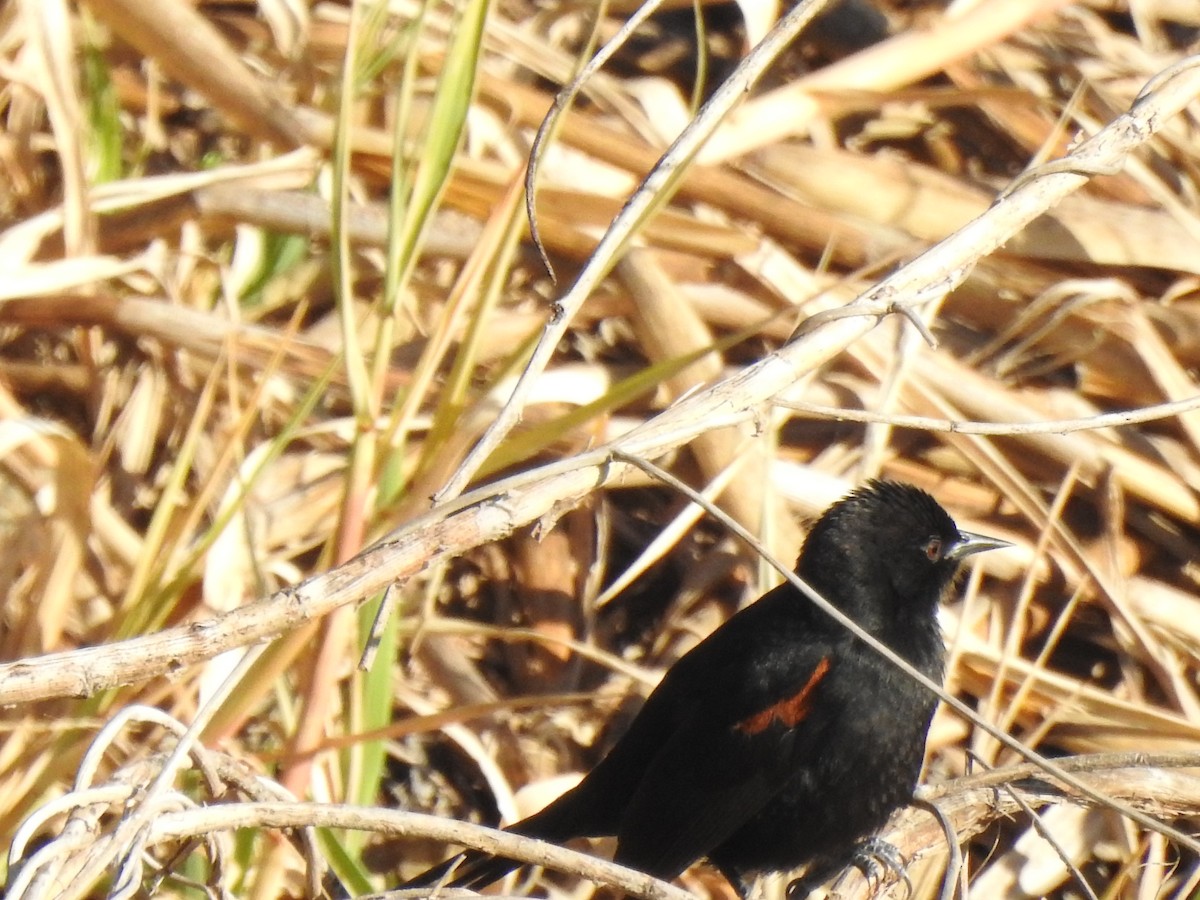 Variable Oriole - ML352479121