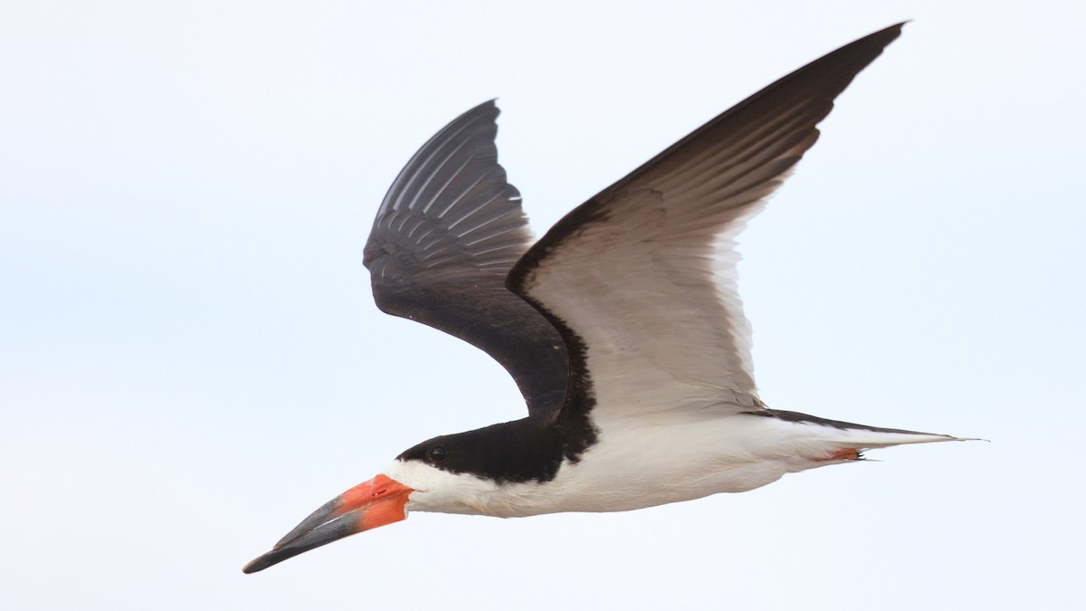 Black Skimmer - Mark Scheel