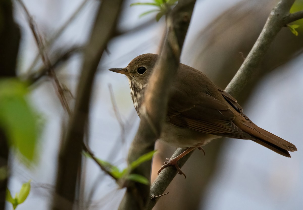Hermit Thrush - ML352479391