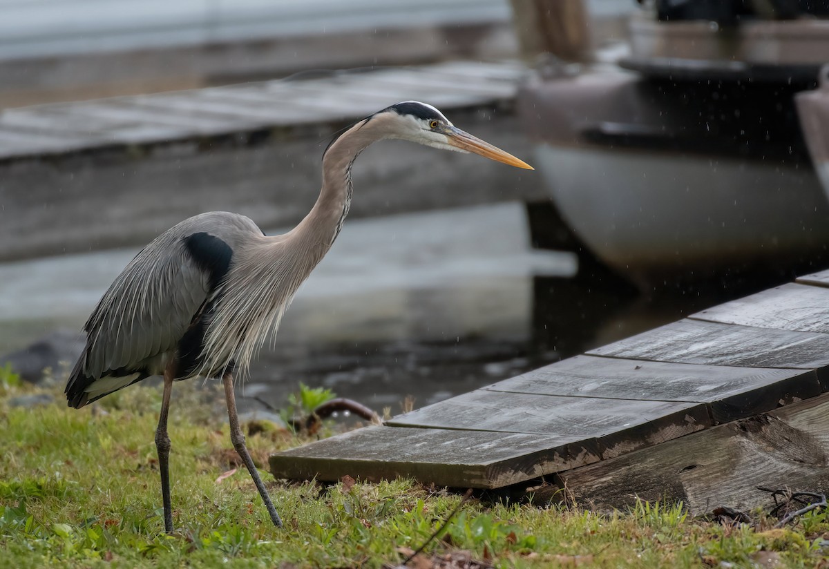 Great Blue Heron - ML352480461