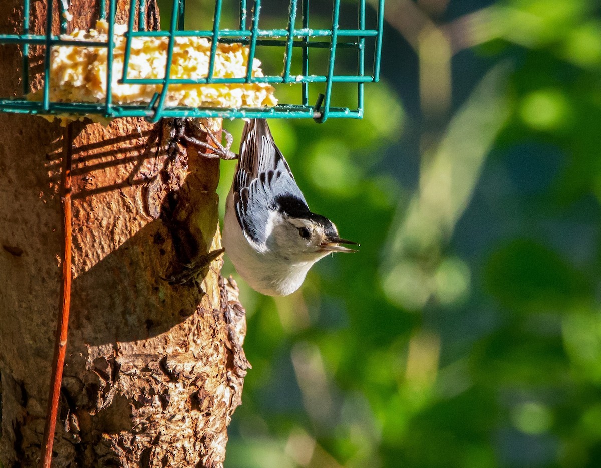 White-breasted Nuthatch - ML352482181