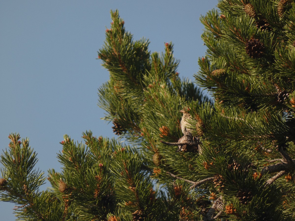 Cassin's Finch - ML352482491