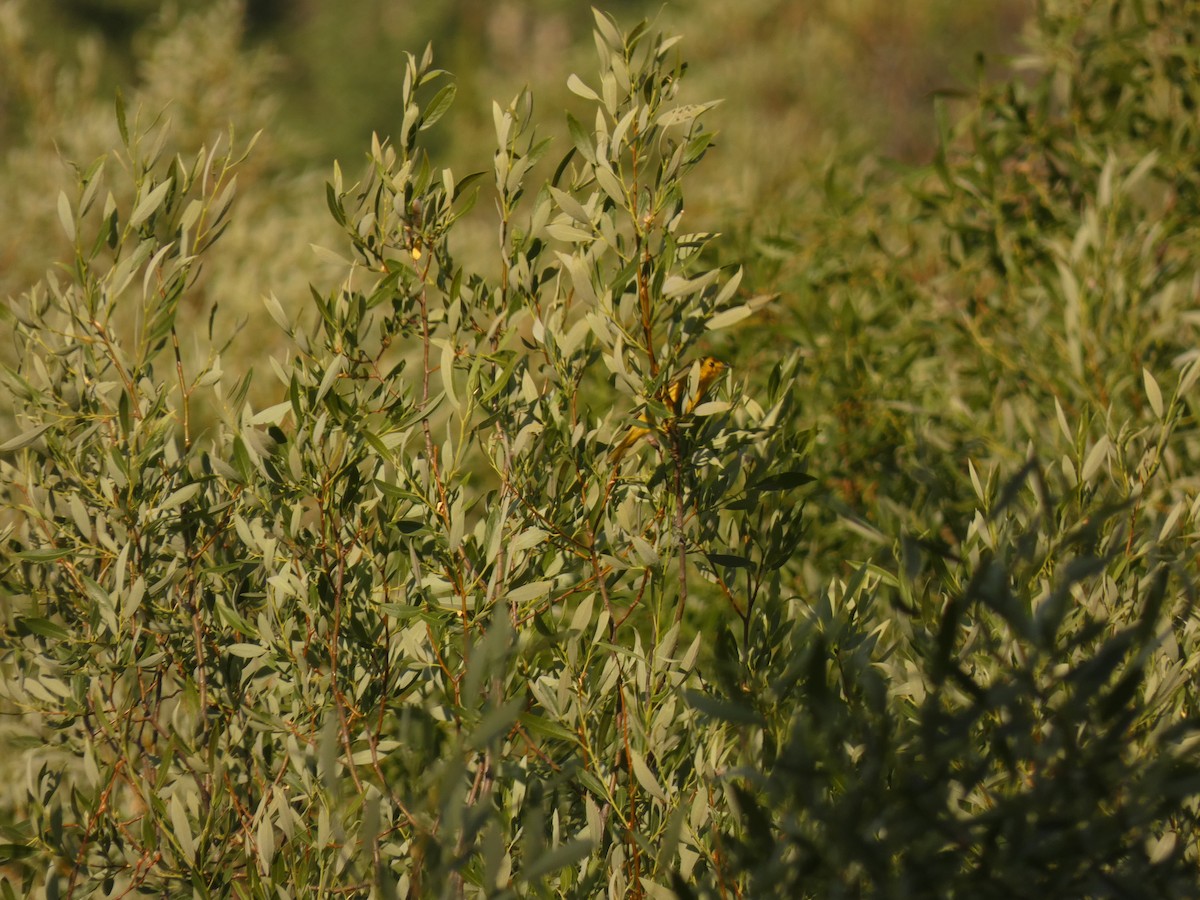 Yellow Warbler - ML352482721