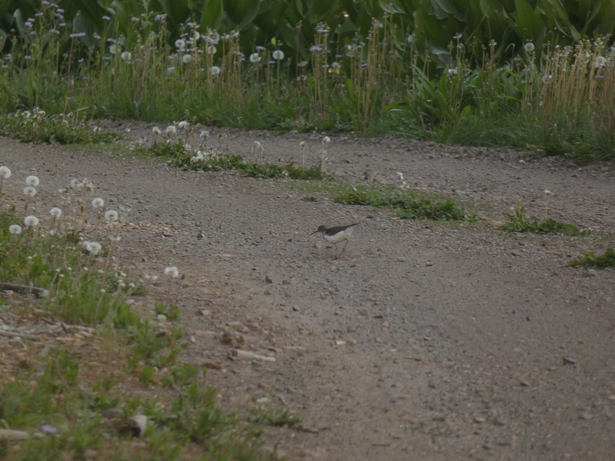 Spotted Sandpiper - ML352482731