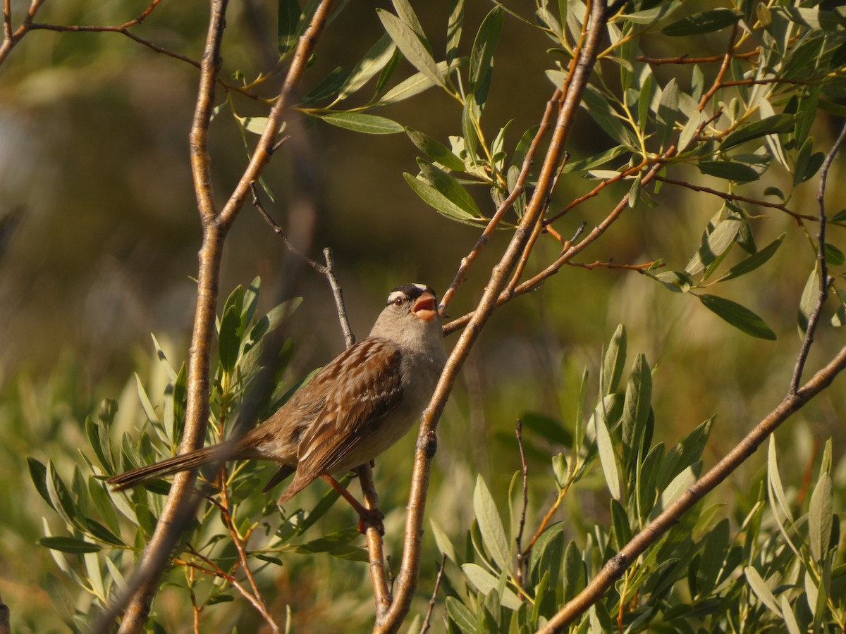 White-crowned Sparrow - Jasen Liu