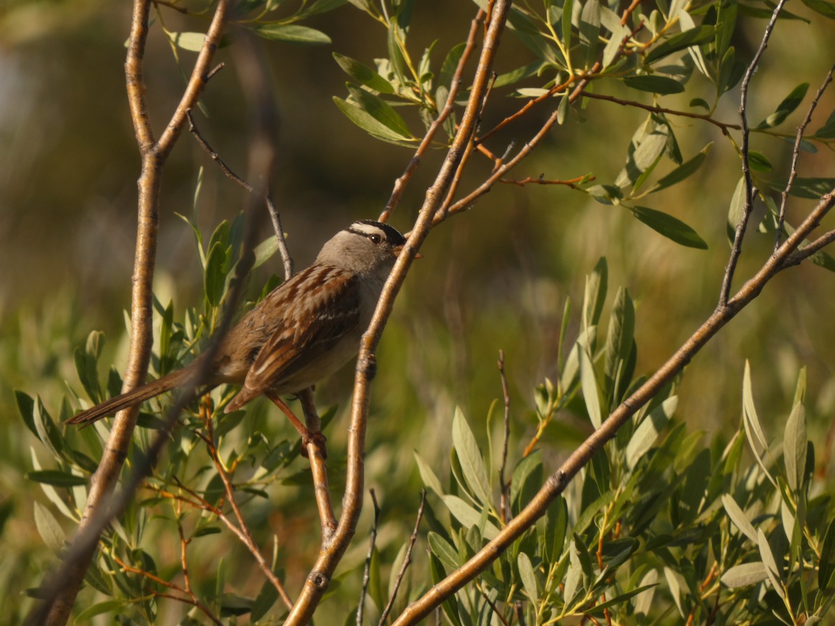 White-crowned Sparrow - Jasen Liu