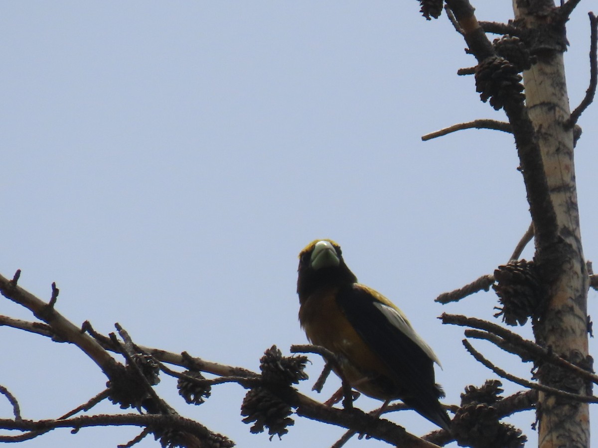 Evening Grosbeak - ML352483261