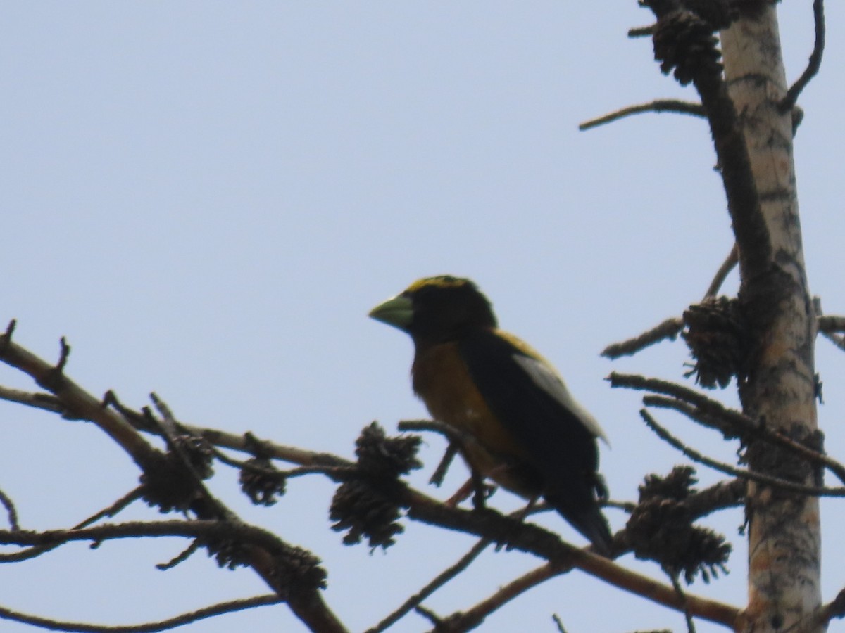 Evening Grosbeak - ML352483271