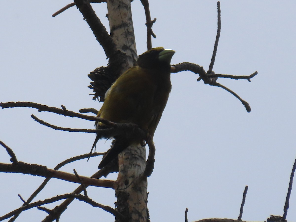 Evening Grosbeak - ML352483281