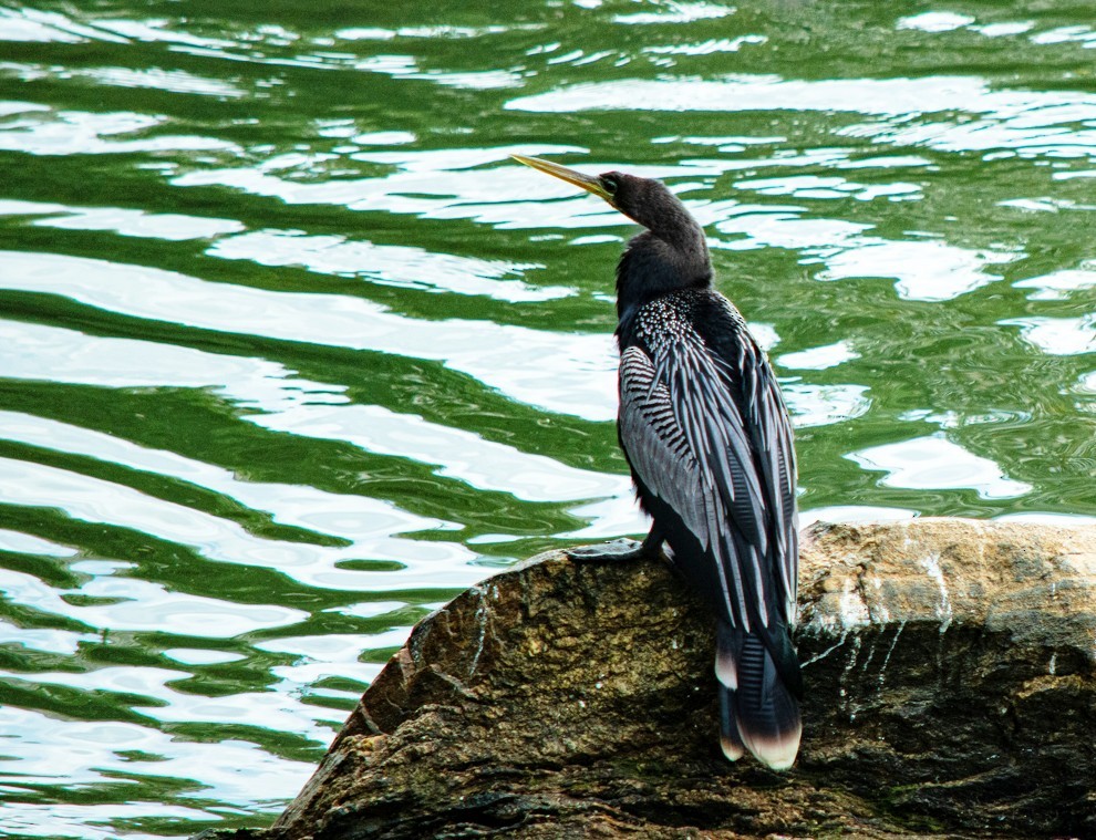 Anhinga d'Amérique - ML352489711