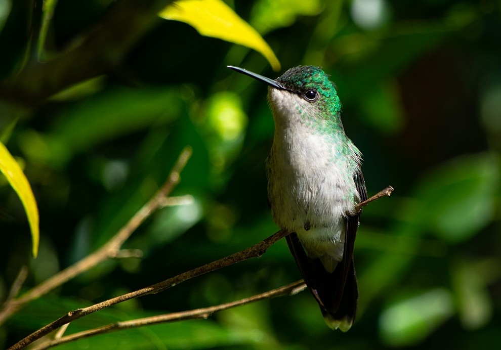 kolibřík fialovotemenný - ML352490221