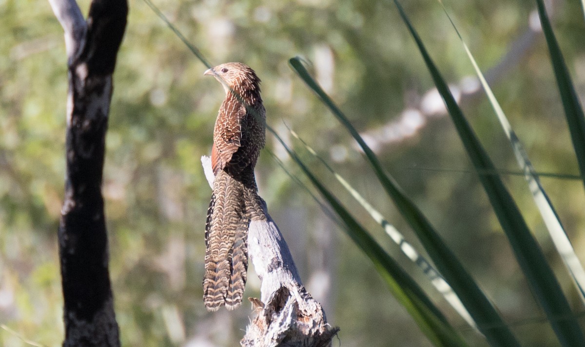 Pheasant Coucal - ML352491261