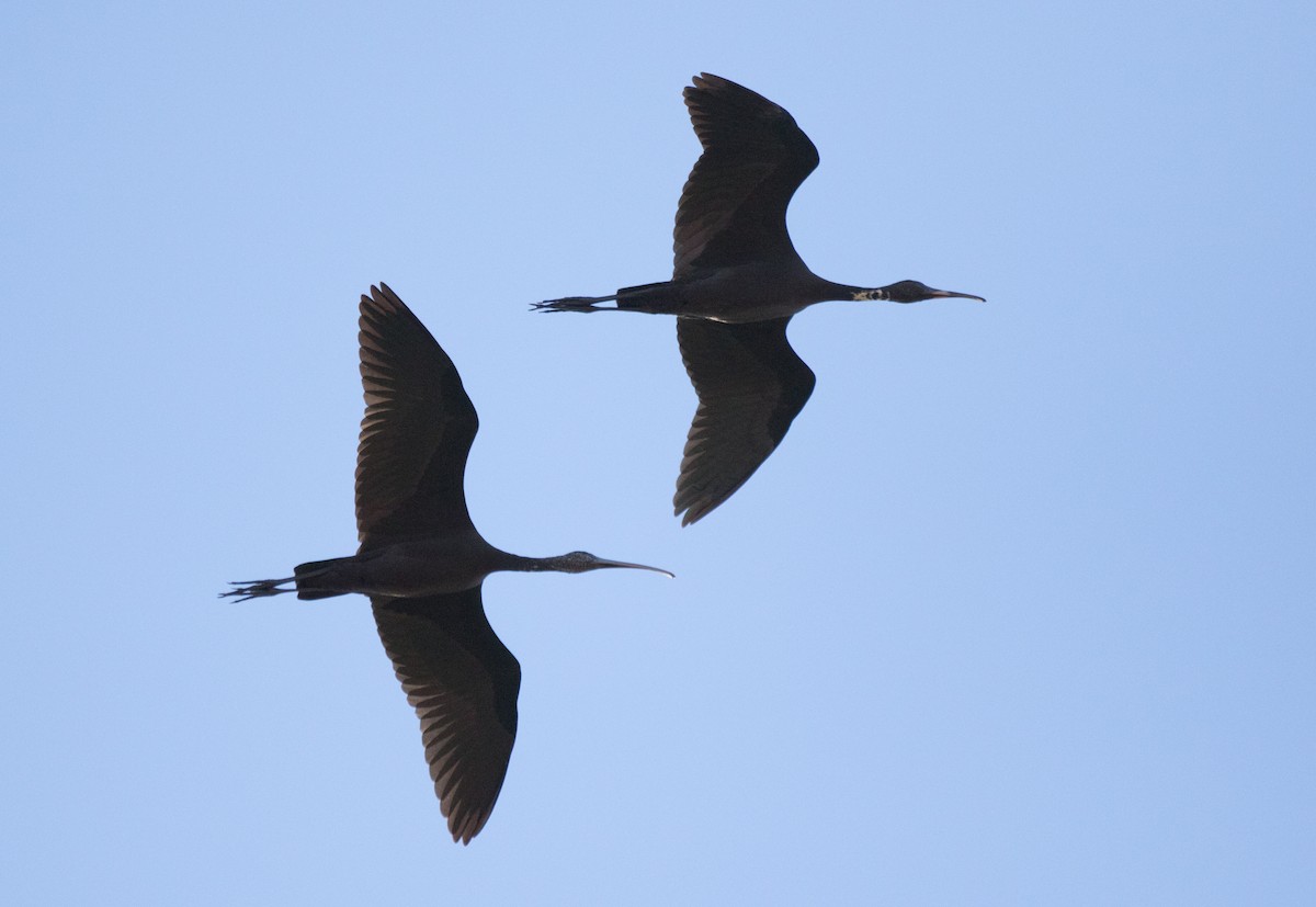 ibis hnědý - ML352491581