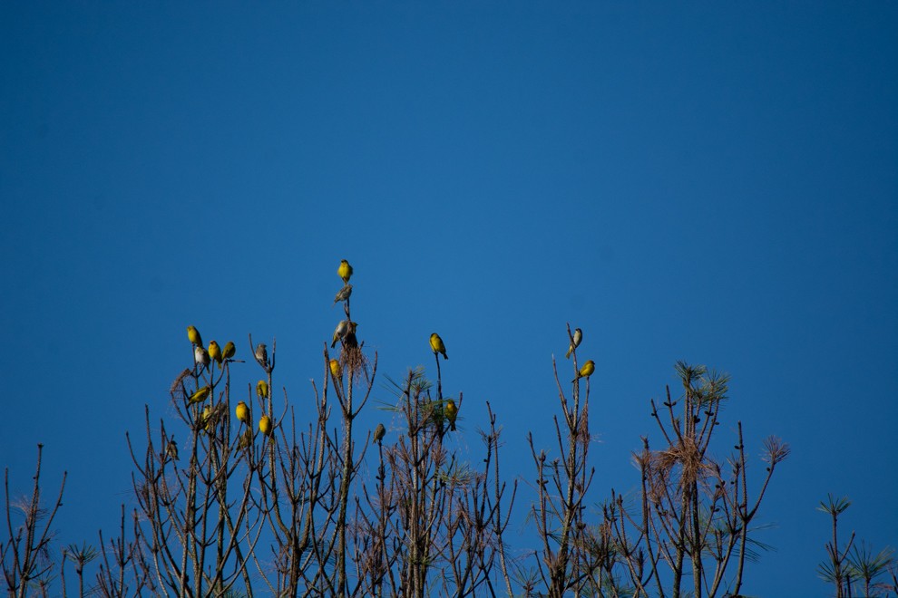 Saffron Finch - ML352491841