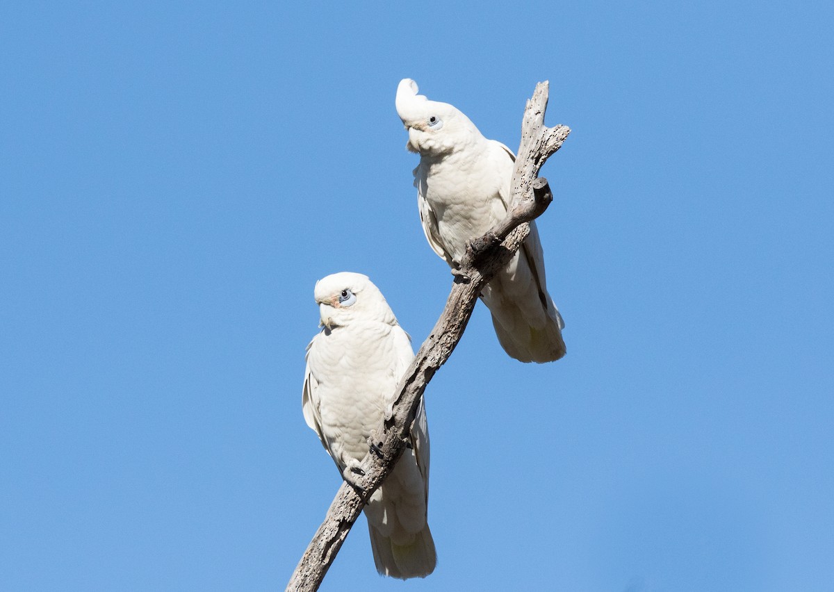 Little Corella - ML352492521