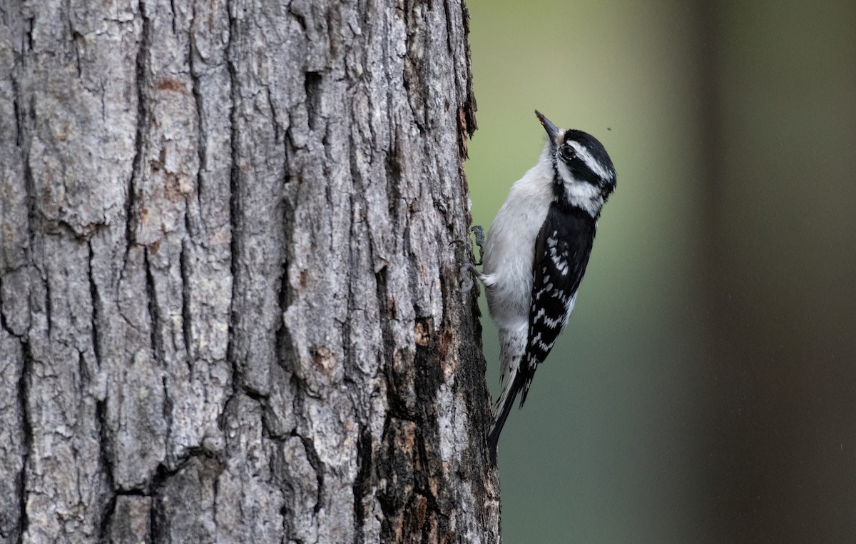 Downy Woodpecker - Shea Tiller