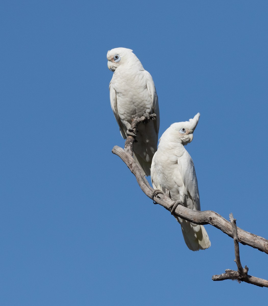 Cacatúa Sanguínea - ML352492601