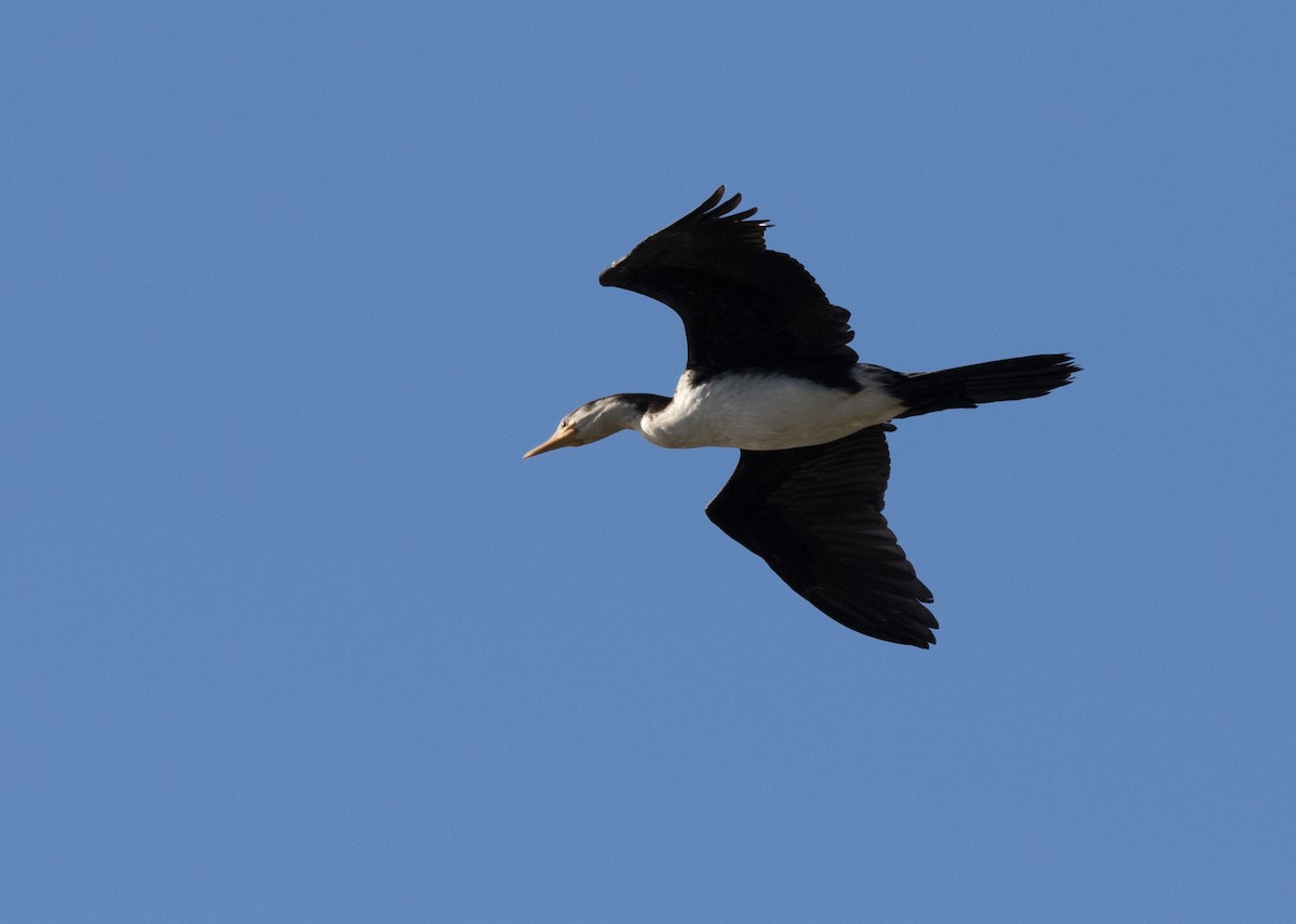 Little Pied Cormorant - ML352492631