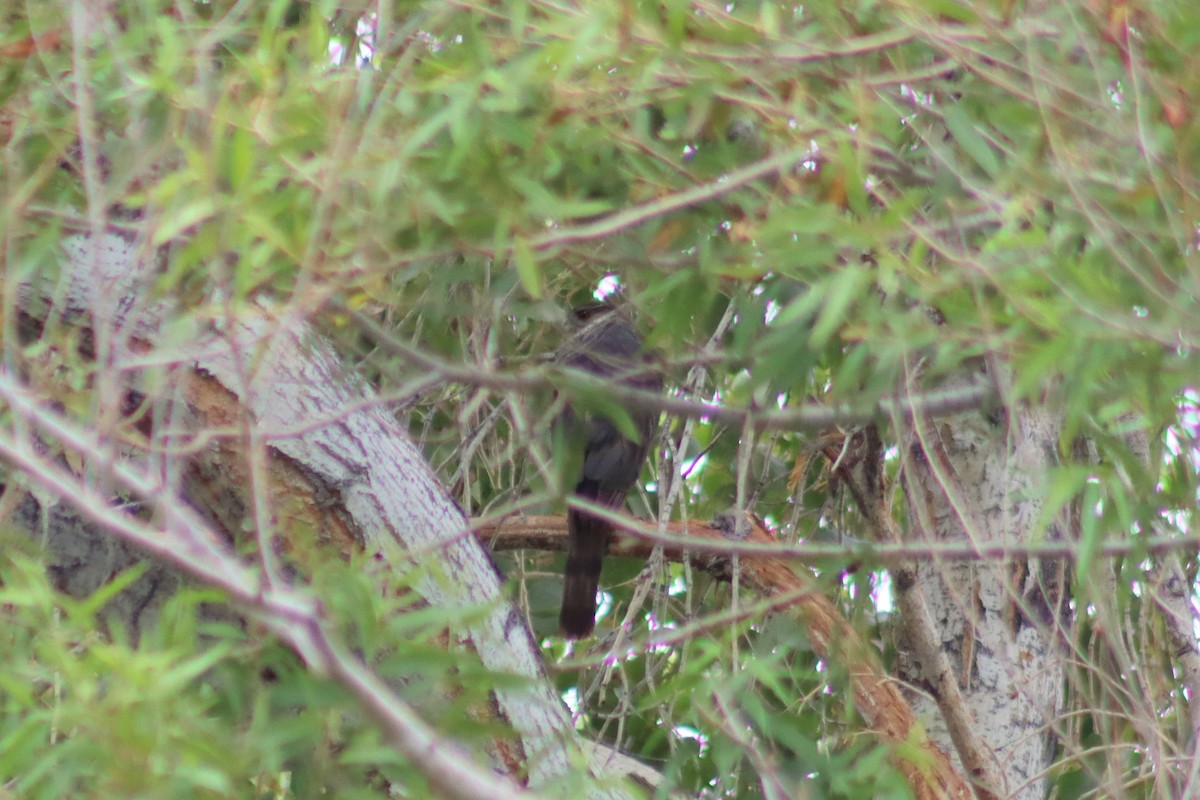 Cooper's Hawk - ML352493761