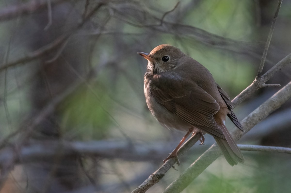 Hermit Thrush - ML352494031