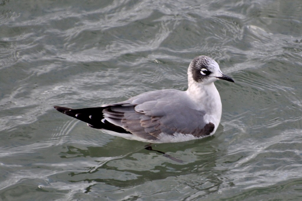 Franklin's Gull - ML352494161