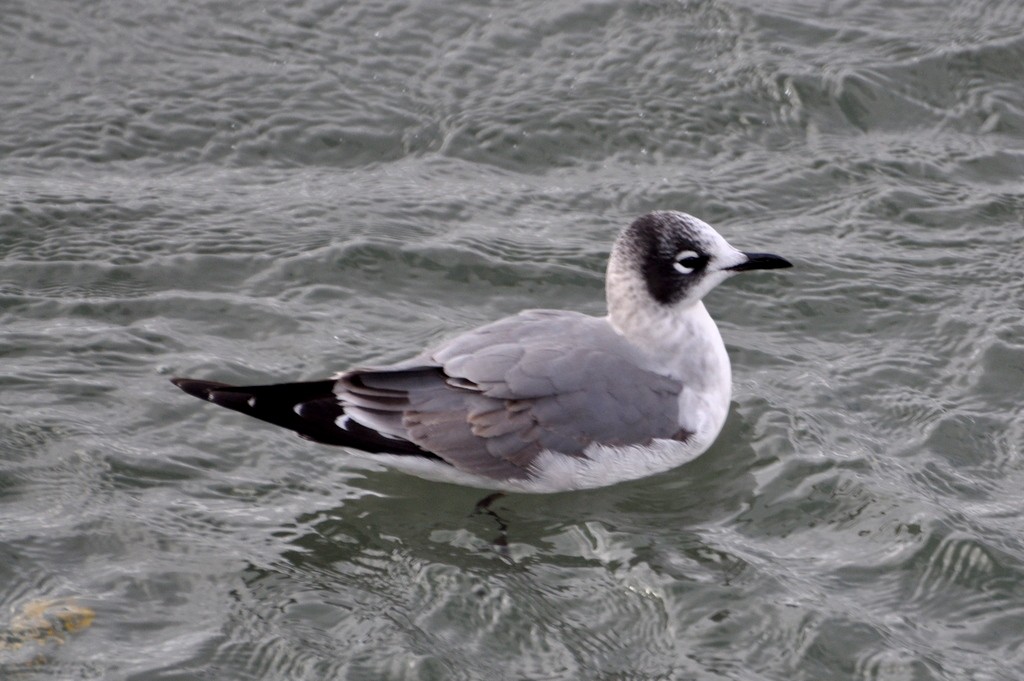 Franklin's Gull - Doug Daniels