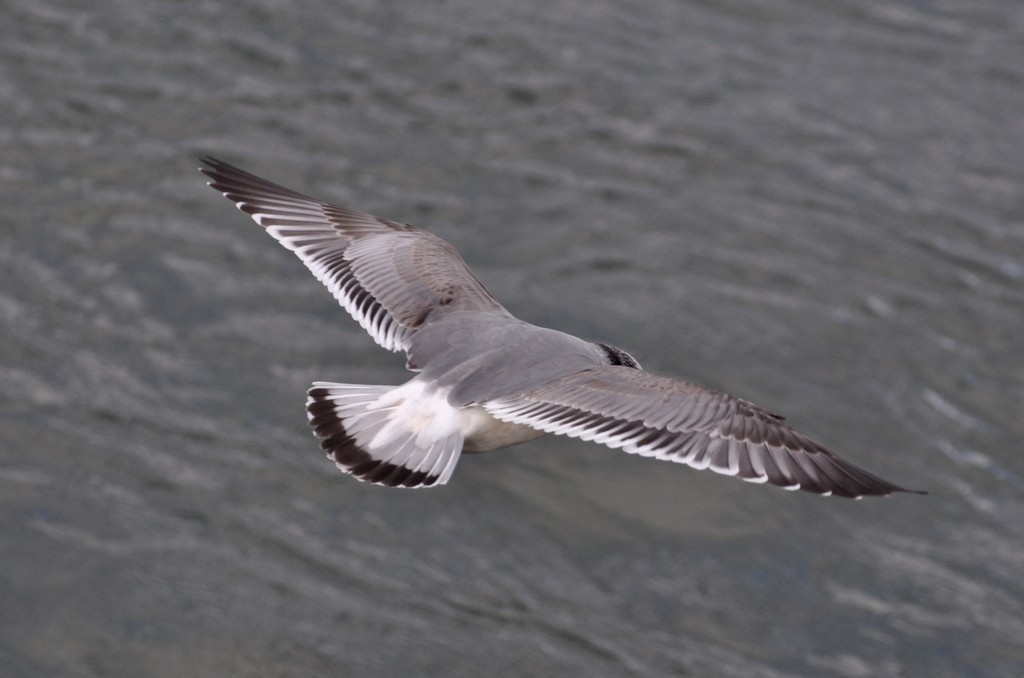 Franklin's Gull - ML352494191