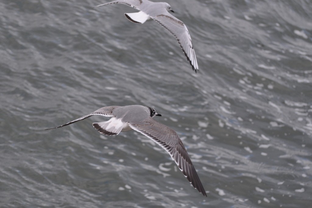 Franklin's Gull - ML352494371