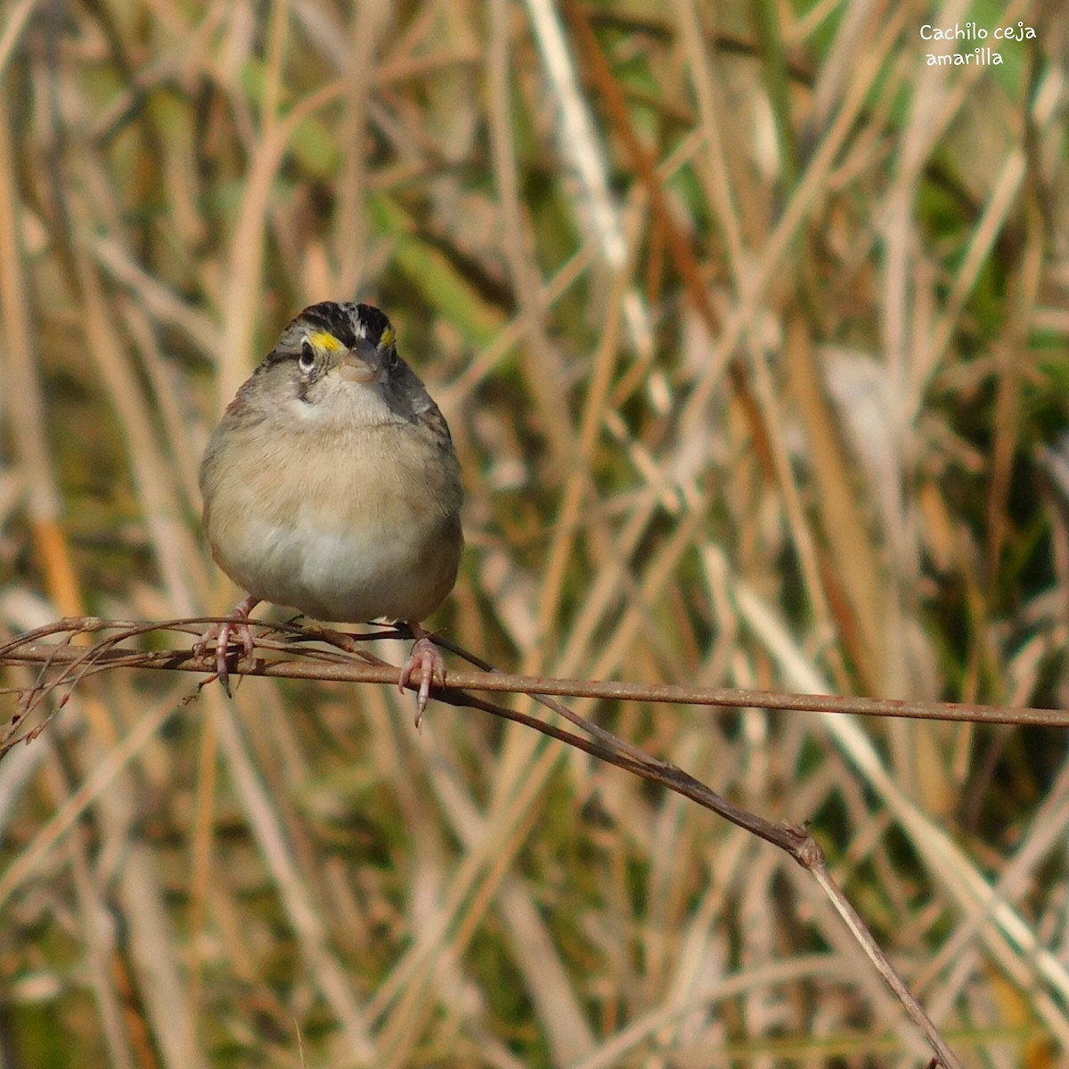 Grassland Sparrow - ML352494911