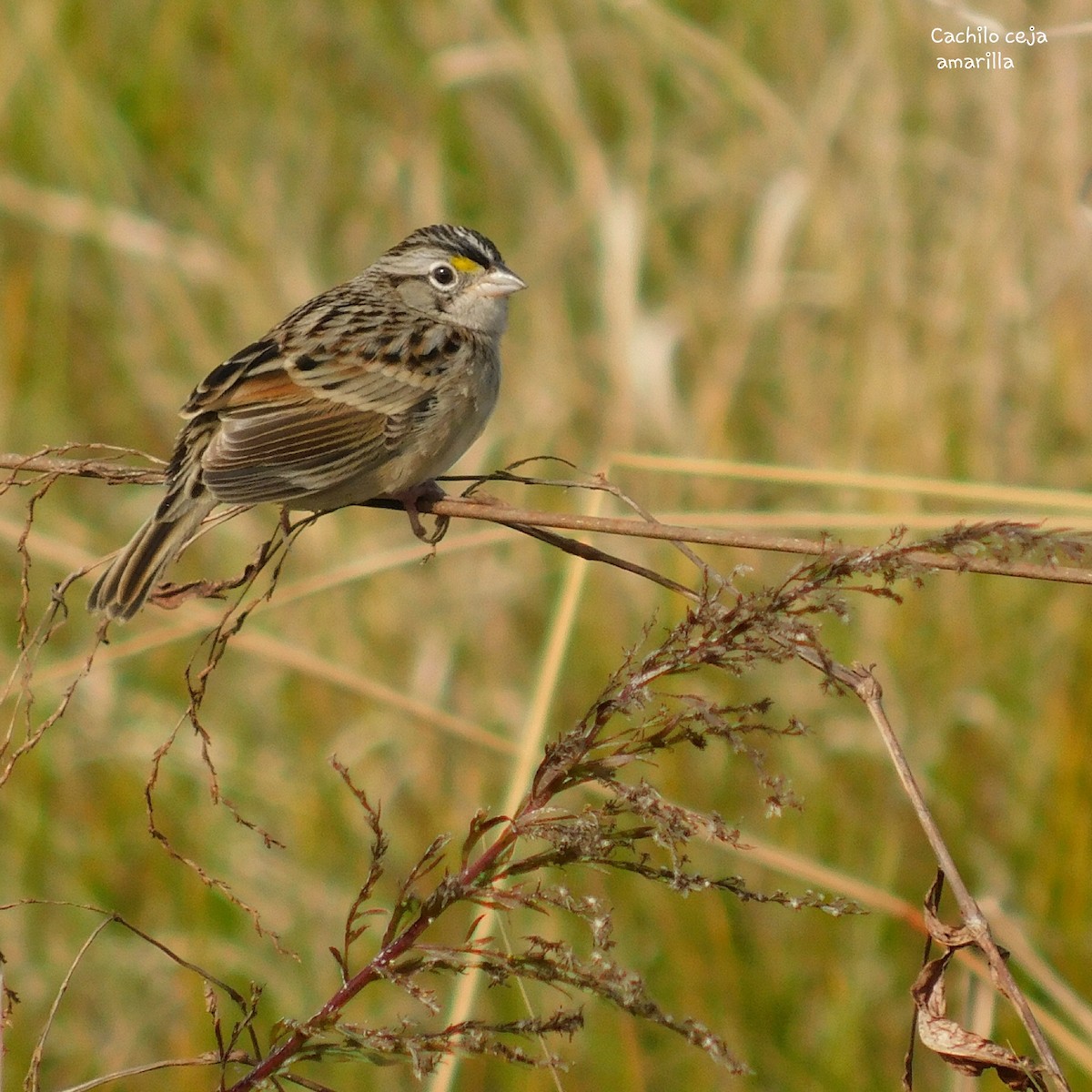 Grassland Sparrow - ML352495021