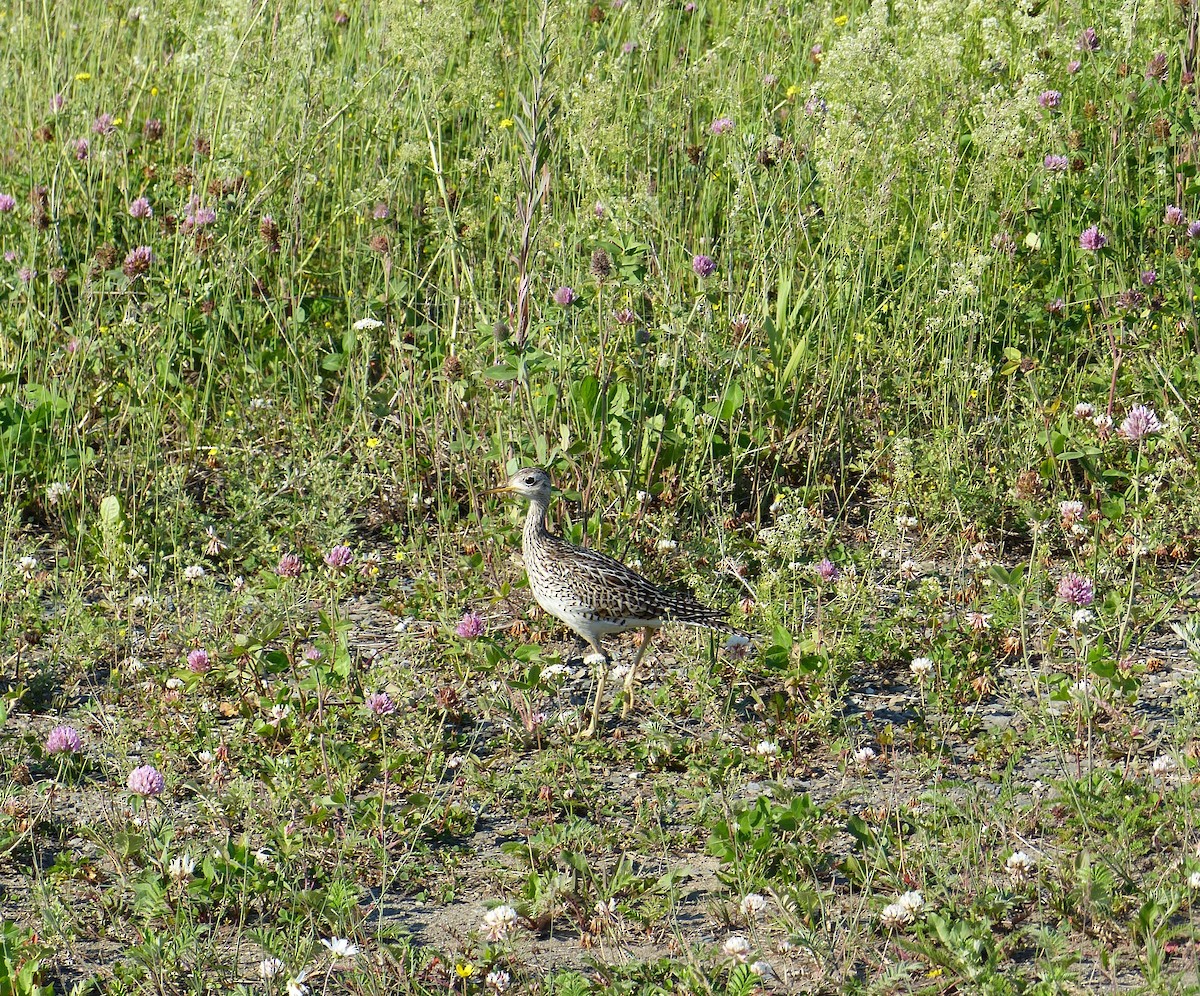 Upland Sandpiper - ML352495051
