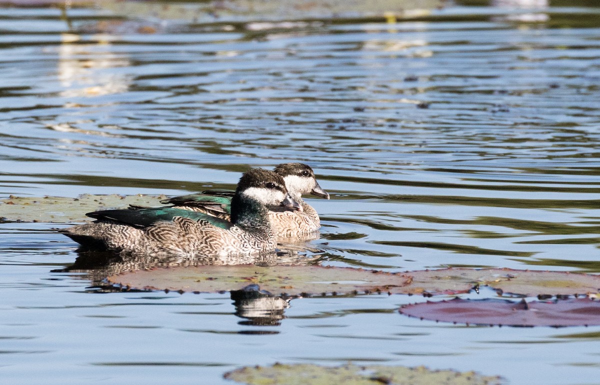 Green Pygmy-Goose - Chris Barnes