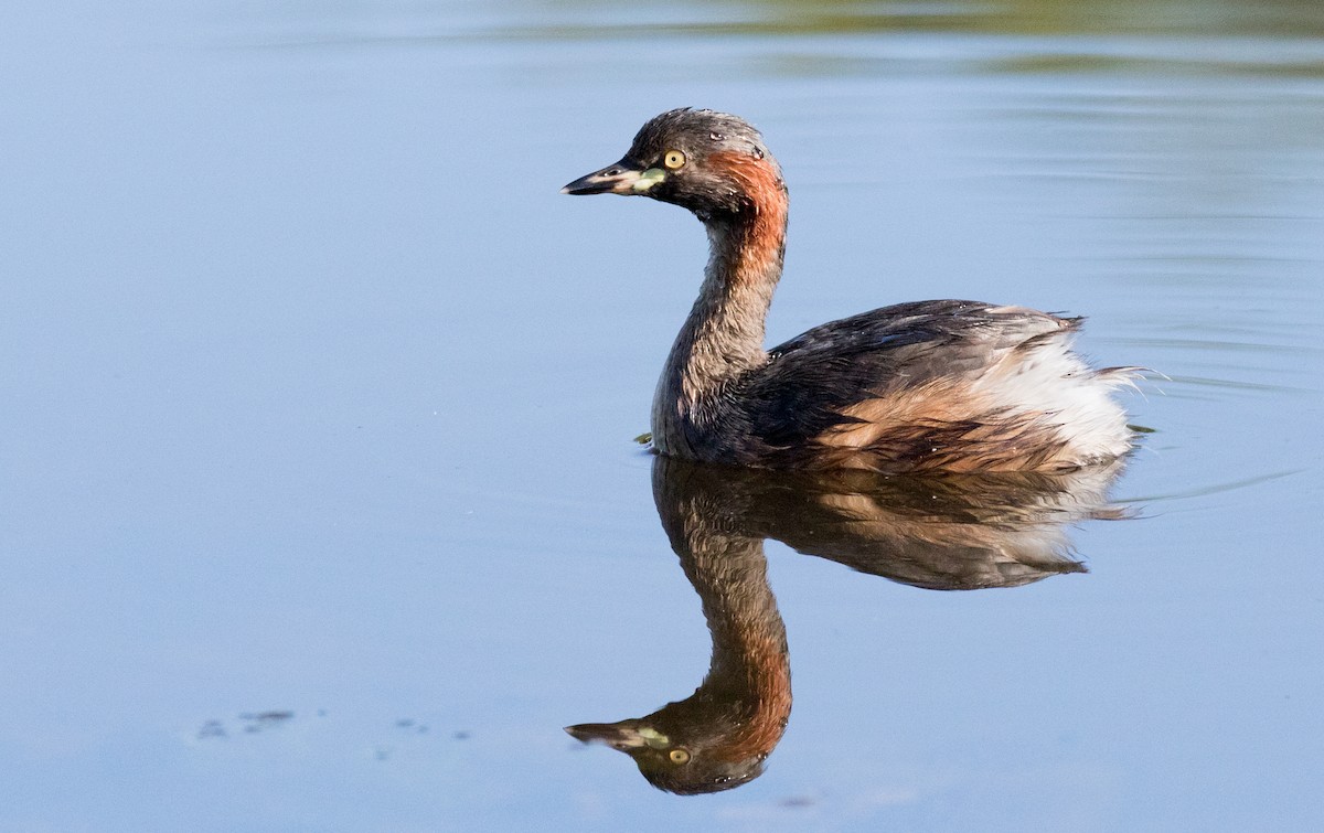 Australasian Grebe - Chris Barnes