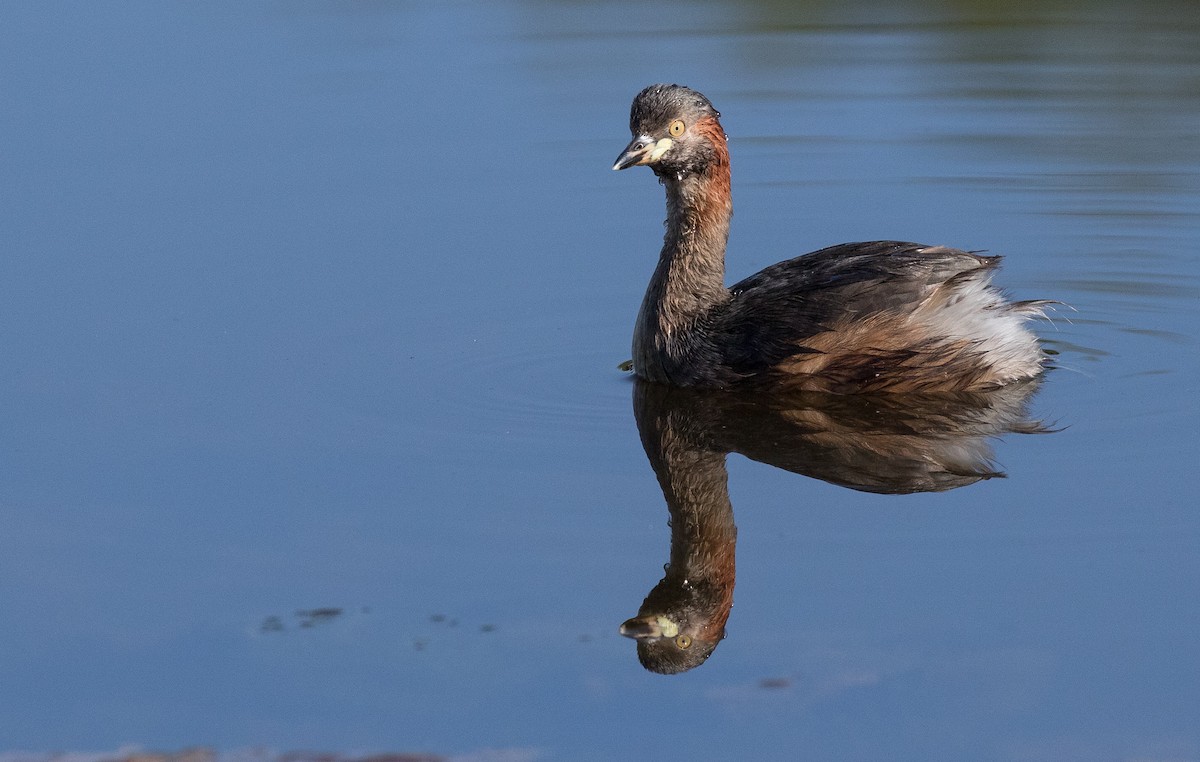 Australasian Grebe - Chris Barnes