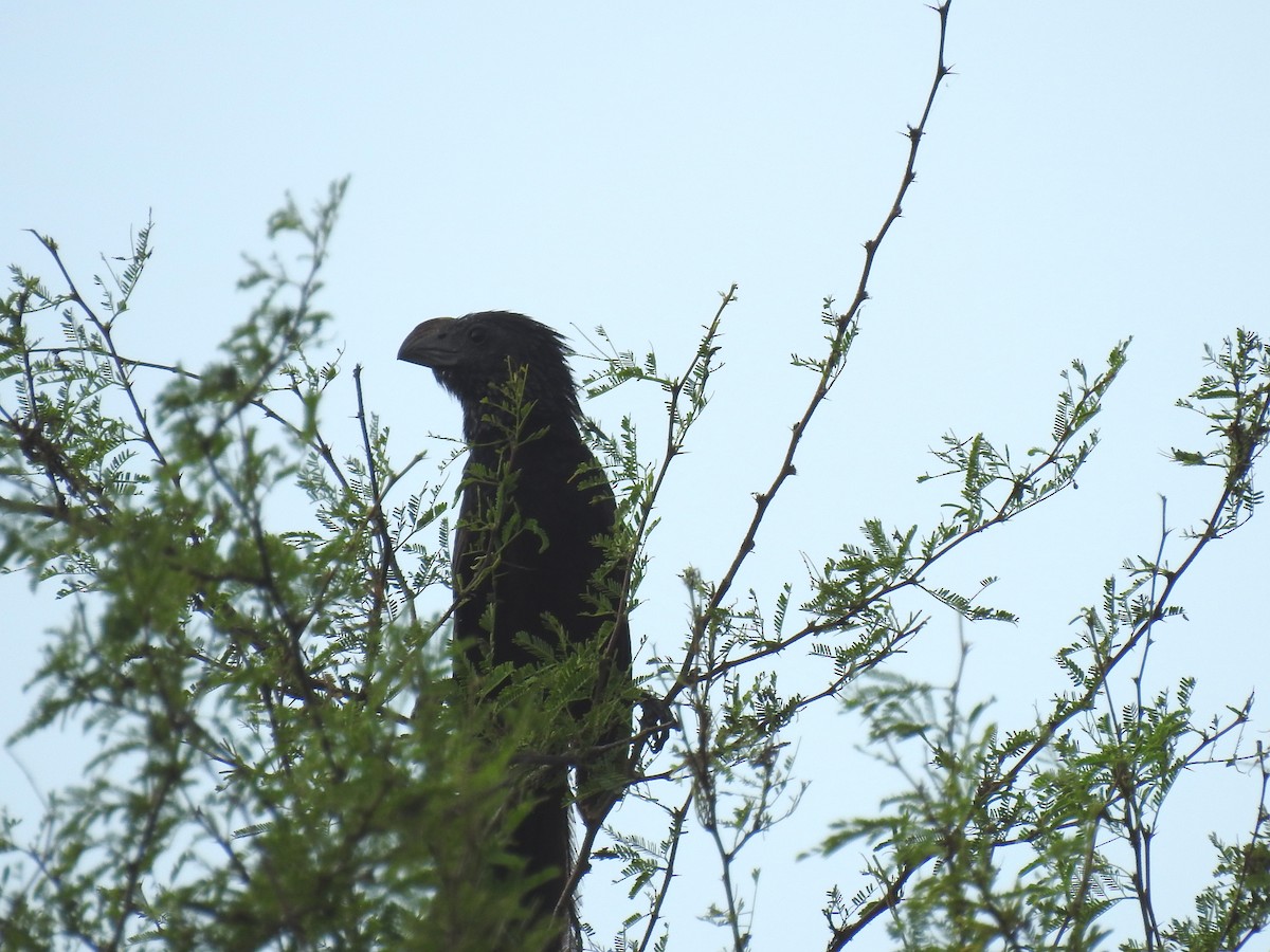 Groove-billed Ani - Greg Steeves