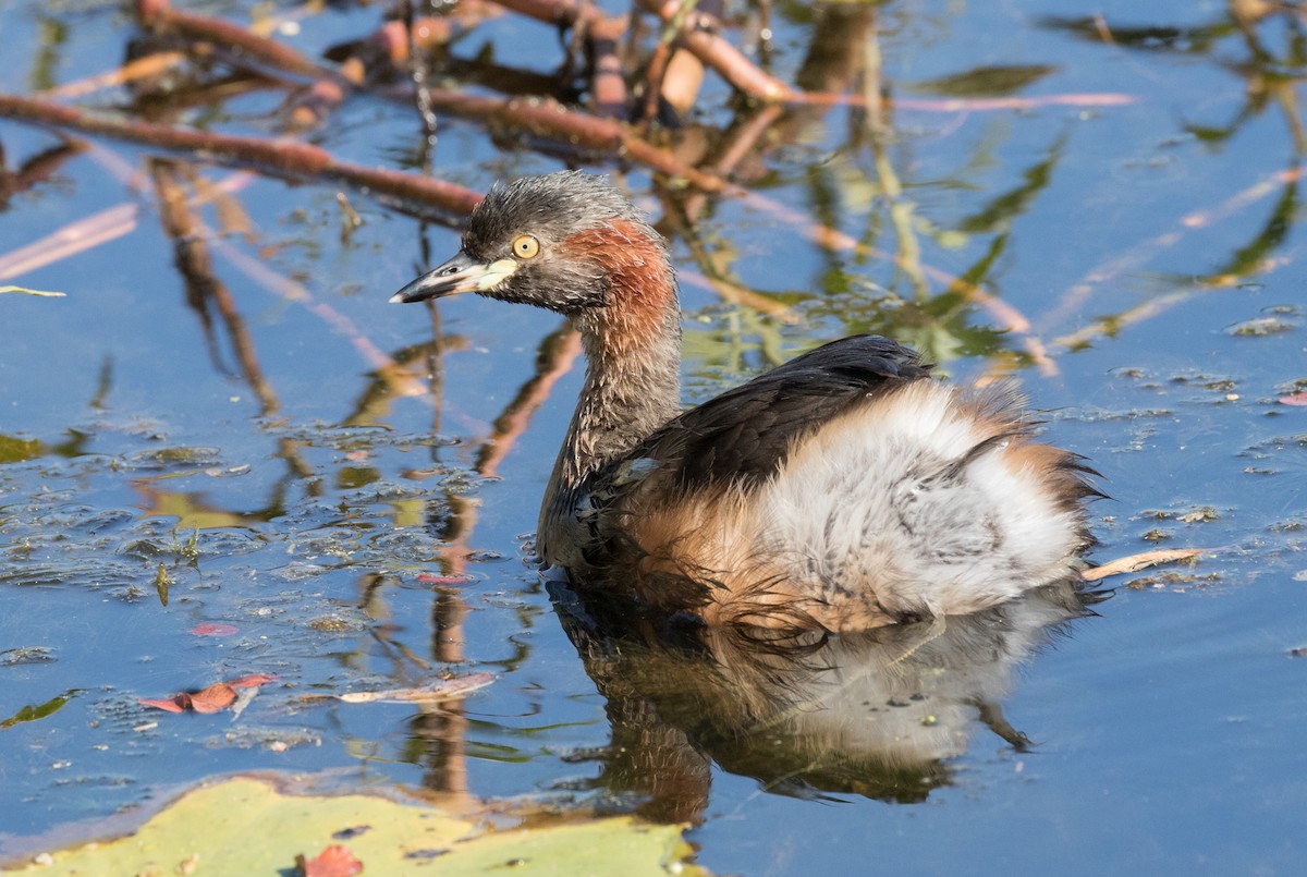 Australasian Grebe - Chris Barnes