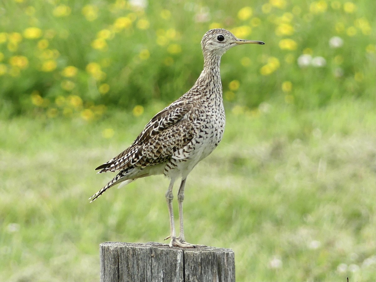 Upland Sandpiper - ML352497091