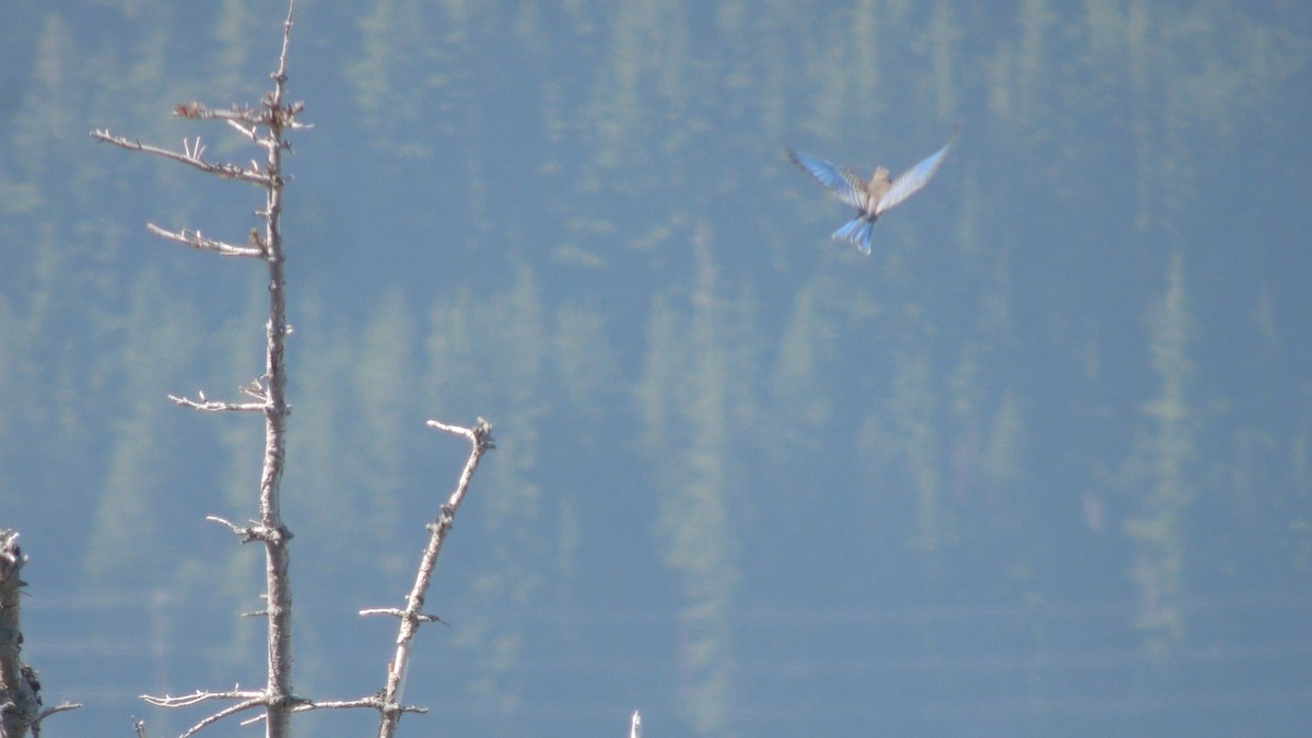 Mountain Bluebird - ML352499451