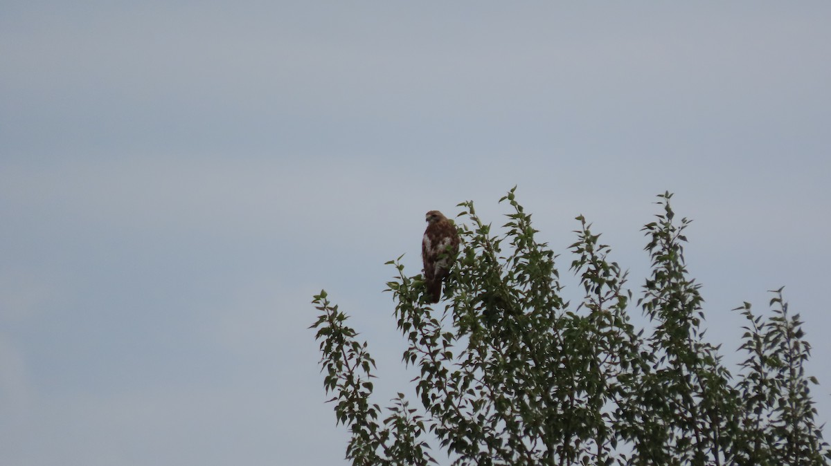 Red-tailed Hawk - Dona Trodd