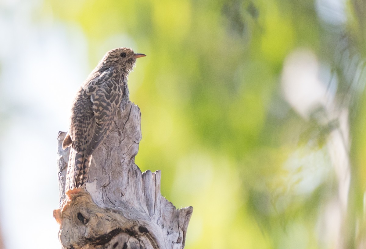 Brush Cuckoo - Chris Barnes