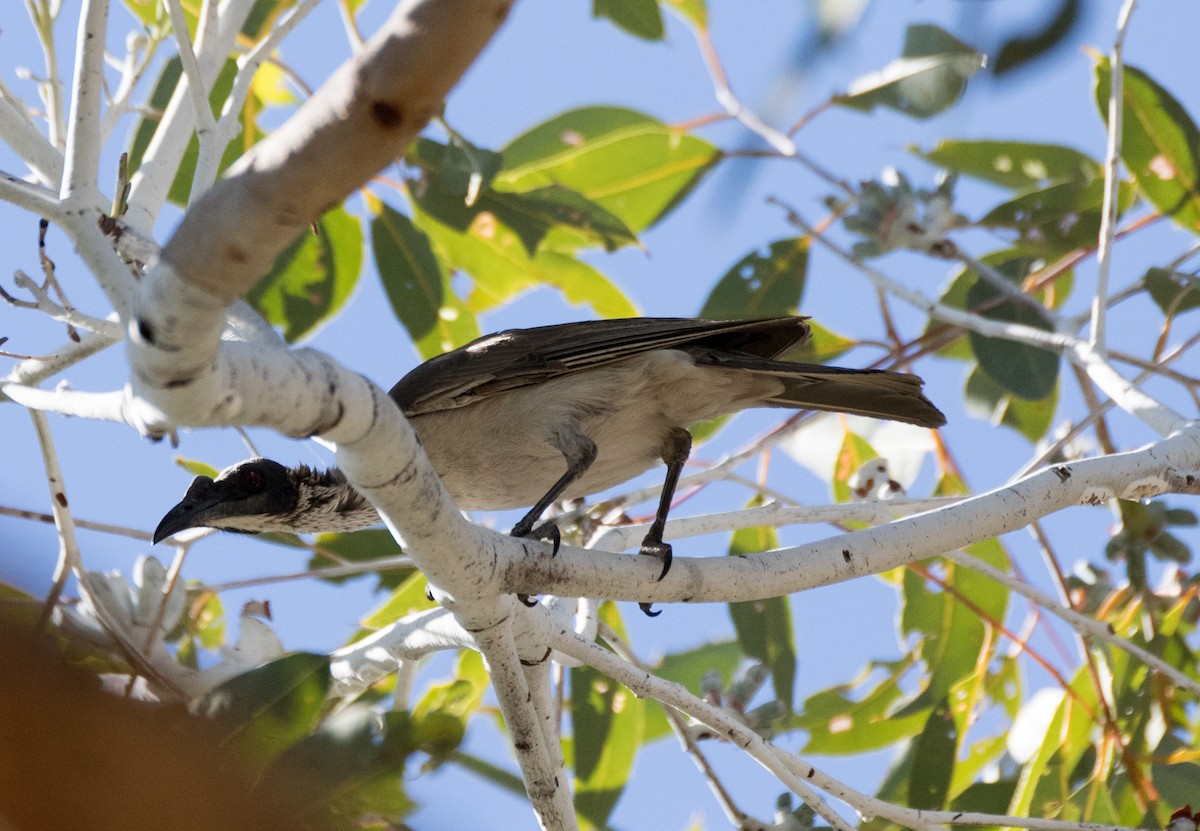 Silver-crowned Friarbird - ML352501751