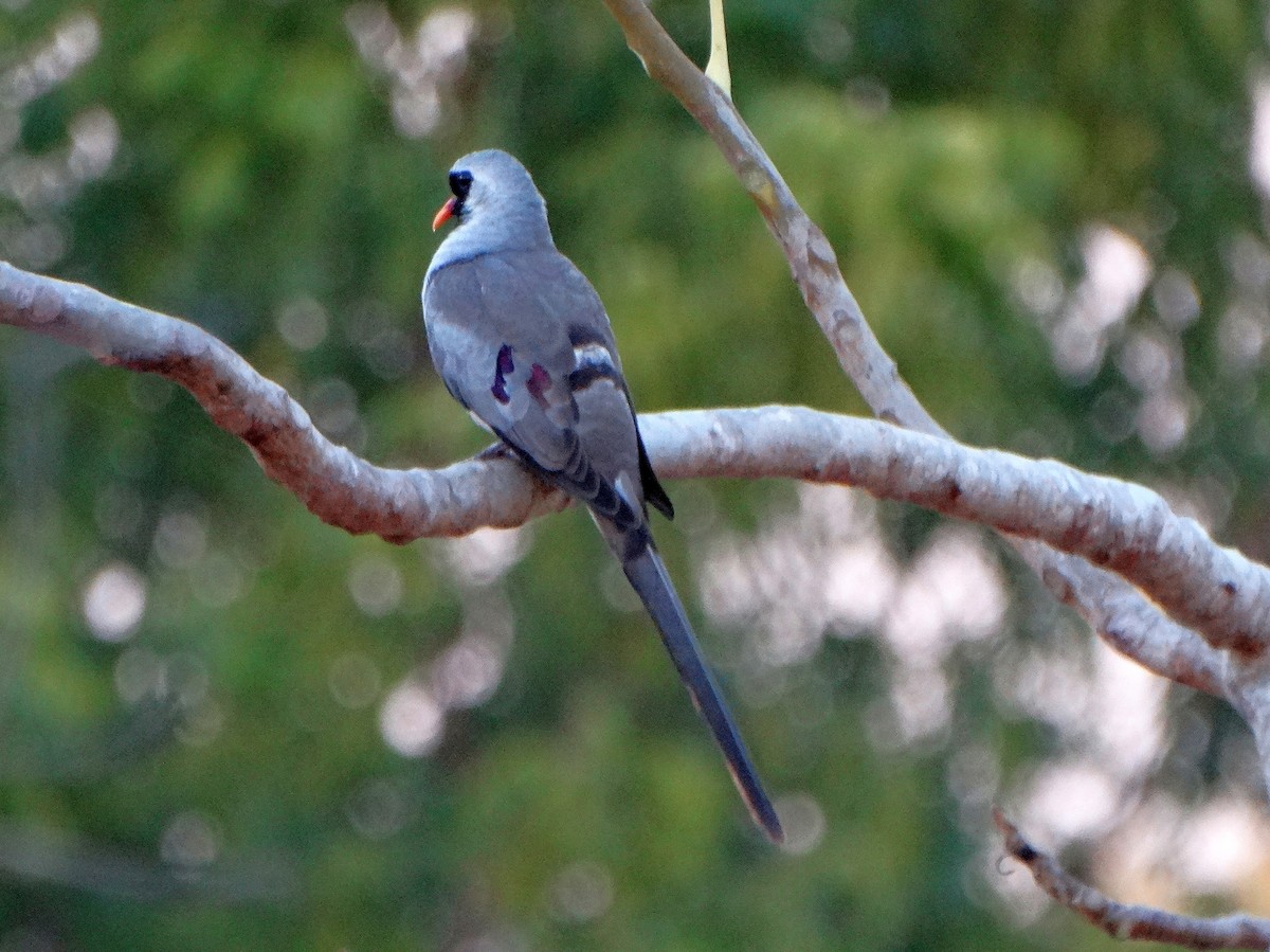 Namaqua Dove - ML352502051