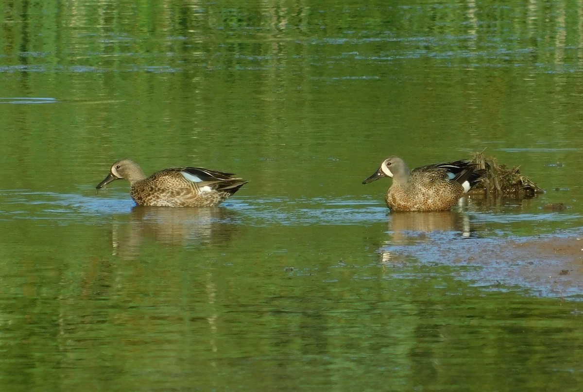 Blue-winged Teal - ML352503121