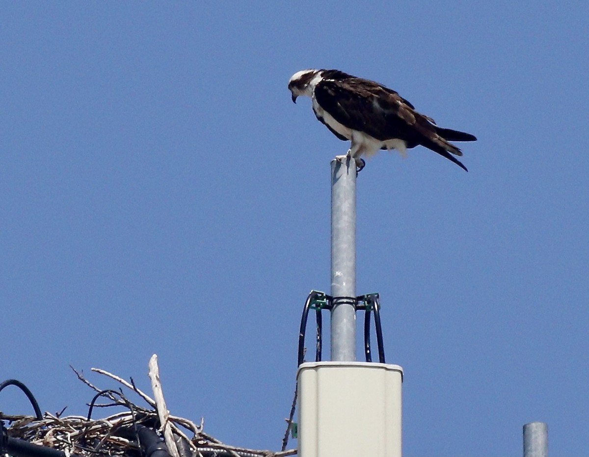 Osprey - Randy Skaggs