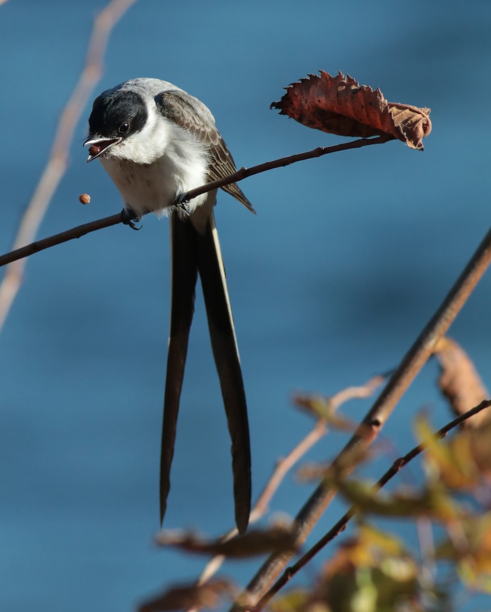 Fork-tailed Flycatcher - ML352506891
