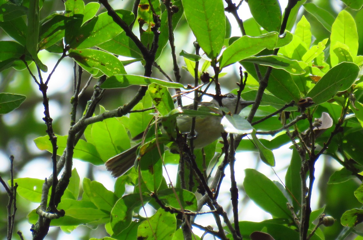 Kurşuni Vireo (notius/montanus) - ML352507811