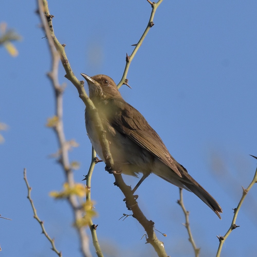 Creamy-bellied Thrush - ML352507891